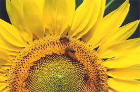 girasole