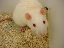rats